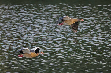 Fliegende Nilgänse