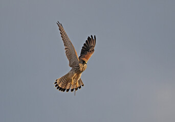 Falke im Flug