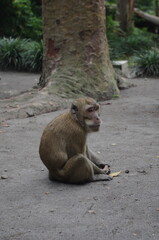 Long-tailed monkey (Macaca fascicularis) are considered pests for farmers