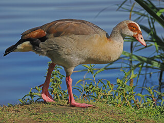 Nilgans läuft vor einem See