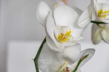 Obraz na płótnie Canvas white orchid on white background