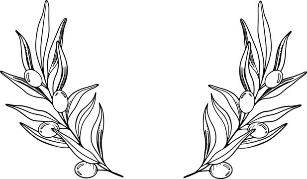 Sketch Wreath of olive branch with berries and leaves. Hand drawn vector line art illustration. Black and white drawing of the symbol of Italy or Greek for cards, design logo, tattoo