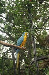 Blue and yellow Macaw in the zoo