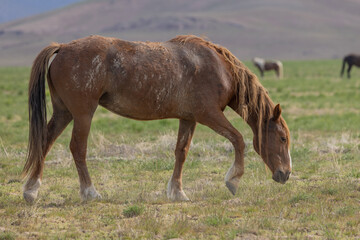 Wild Horse in Springtime in the Utah Desert