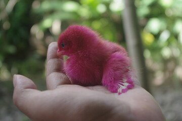 Colored chicks as kid's pet