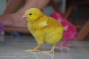 Colored chicks as kid's pet