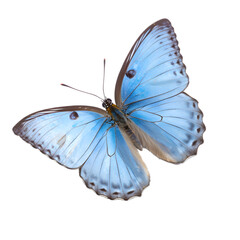 Fototapeta premium Top view, blue tropical butterfly isolated on a transparent background. moths for design