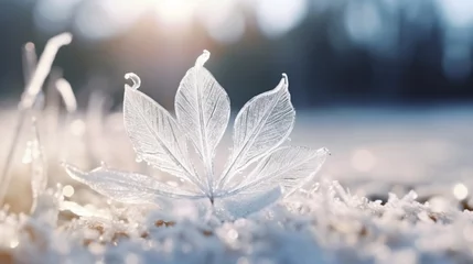 Rolgordijnen A macro shot of a sunlit snowdrop petal covered in delicate frost crystals. © Anmol