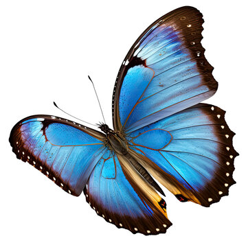 Fototapeta PNG Flying Blue Morpho butterfly with open wings isolated on transparent background