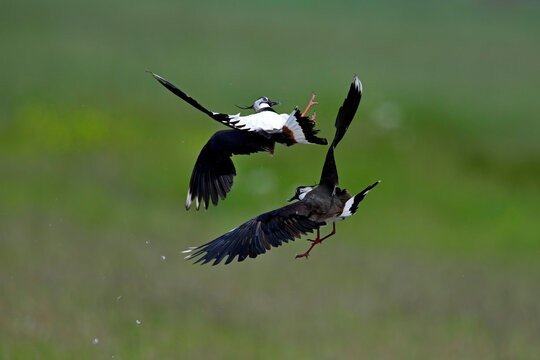 Kiebitz // Northern lapwing (Vanellus vanellus) 