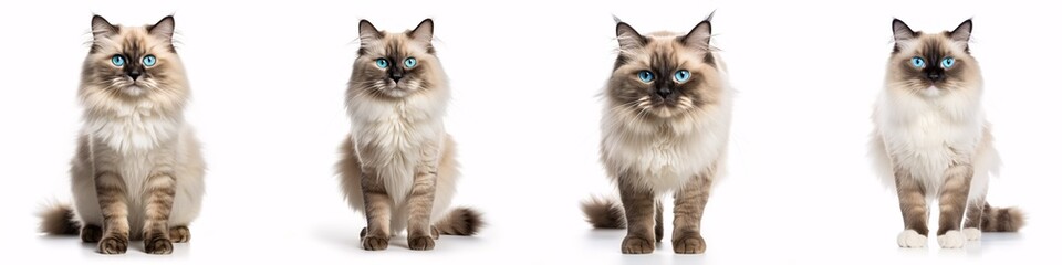 Fototapeta premium A stunning grown Ragdoll cat, gazing into the lens with entrancing aqua greenish eyes and one paw delicately lifted, is isolated against a white background.