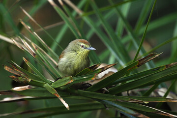 The pin-striped tit-babbler, also known as the yellow-breasted babbler, is a species of bird in the Old World babbler family Timaliidae that is found in South and Southeast Asia.