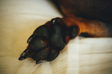 hand holding a apple