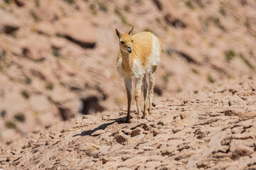 Vicuña (vicugna vicugna)