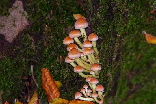 Pilze