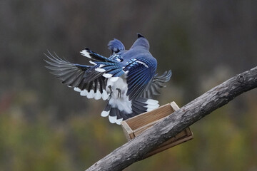 Blue Jays fighting with other Jays in midair or on the branch next to the feeder on fall day