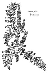Amorpha fruticosa. Botanical illustration of amorpha. Monochrome amorpha, black and white amorpha hand drawing, amorpha sketch. Amorpha flowers vector silhouette