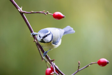 Blue Tit (Cyanistes caeruleus) perched on rose hip, with a natural green background - Yorkshire, UK...