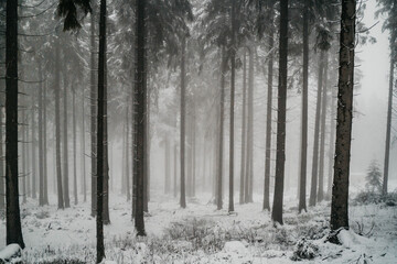 Winterlicher Schneespaziergang am großen Feldberg im Taunus mit einer Schlittenfahrt.