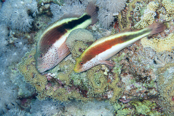 fish on coral