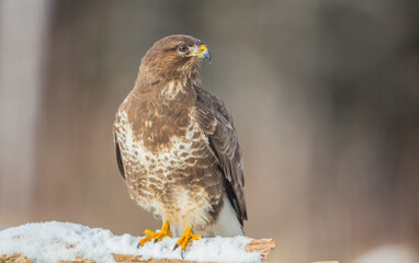Common Buzzard in early spring at a wet forest