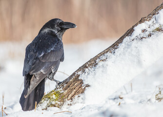 Common Raven - in winter at a wet forest