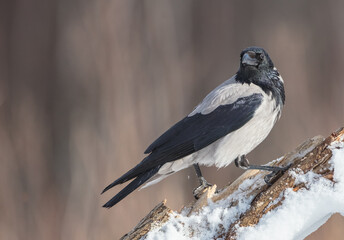 Hooded Crow - at the wet forest in early spring