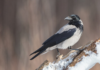 Hooded Crow - at the wet forest in early spring