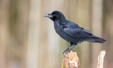 Common Raven - in winter at a wet forest
