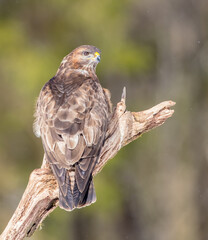 Common Buzzard in early spring at a wet forest