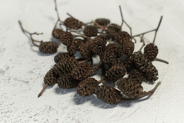 Alder cones isolated. Alnus cone on a branch, dry alder twig isolated on white background