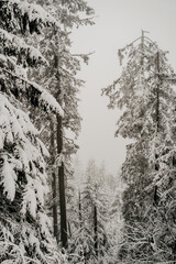 Fototapeta na wymiar Winterlicher Schneespaziergang im Schwarzwald am Mummelsee