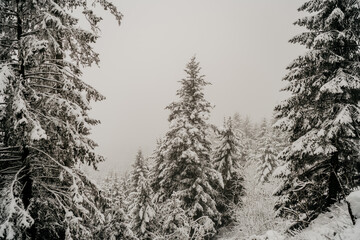 Winterlicher Schneespaziergang im Schwarzwald am Mummelsee