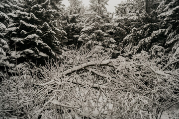 Winterlicher Schneespaziergang im Schwarzwald am Mummelsee