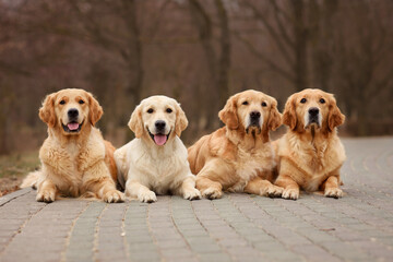 red dog golden retriever labrador puppy walks in the park in the fall. spring and dog