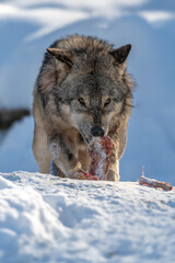 Gray wolf eat meat in the winter forest. Wolf in the nature habitat