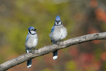 Blue Jays in fall colour flying, flapping or coming in for a landing on birdfeeder in fall