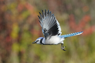 Blue Jays in fall colour flying, flapping or coming in for a landing on birdfeeder in fall