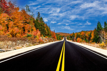 road in autumn forest - 670168904