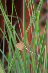 Beautiful brown butterfly hiding in green grass.