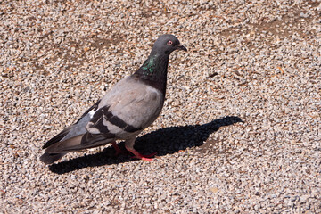 Pigeons are part of urban life in Košice, the metropolis of eastern Slovakia