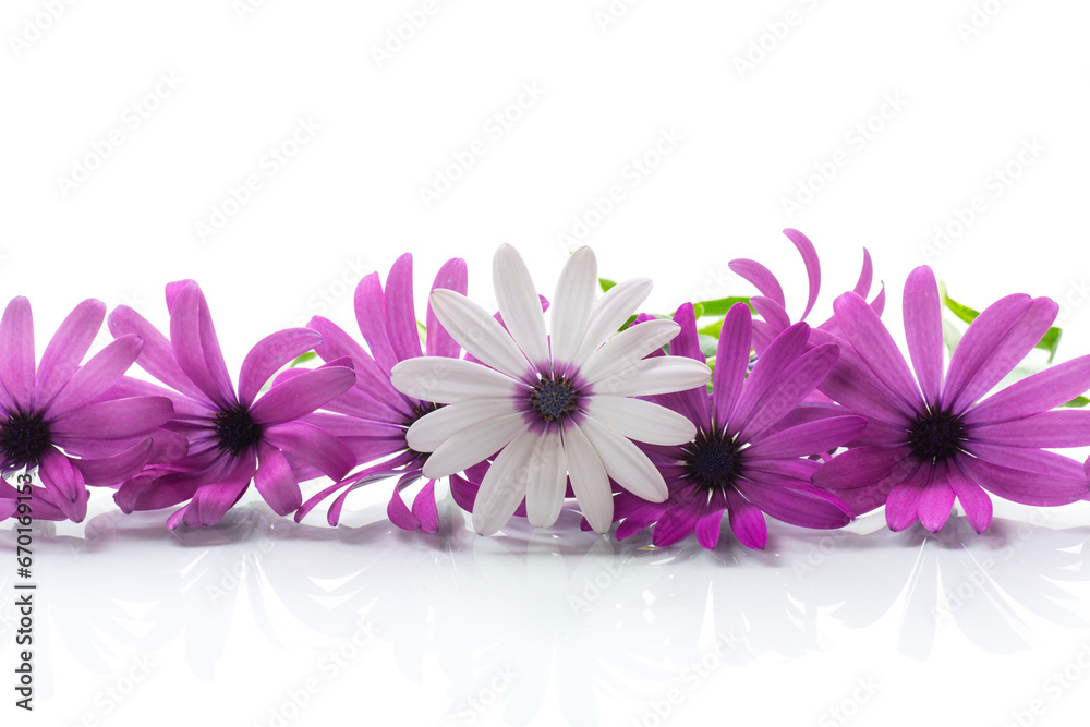 Poster beautiful white and purple osteospermum flowers on white background