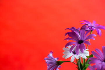 Beautiful white and purple Osteospermum flowers on red background