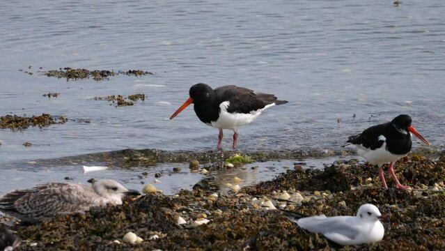 Austernfischer (Haematopus ostralegus) am Strand