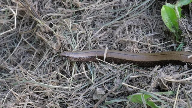 Blindschleiche (Anguis fragilis) z&uuml;ngelt 