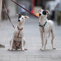 Deux chiens de la même famille de race podencos dans une rue à Barcelone 