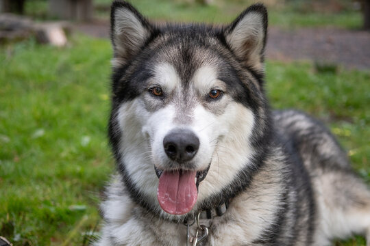 Chien husky cheap alaskan