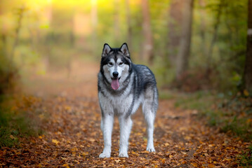 Un chien de race malamute de l'Alaska dans la forêt 