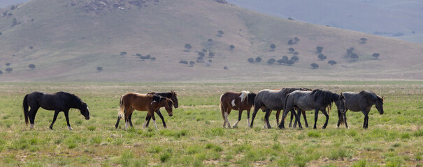 Herd of Wild Horses in Springtime in the Utah Desert