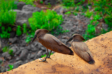 Scopus umbretta, Hamerkop or Hammerhead,african wading bird